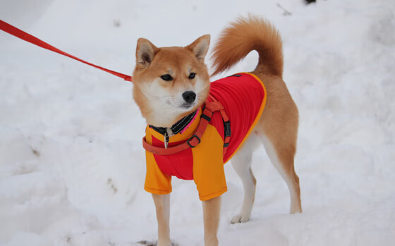 新加坡队赛制解析：如何利用赛制的变化调动球员的竞技状态，新加坡队第几个出场