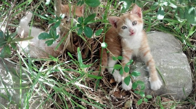 中学生篮球联赛区域分站赛竞争日趋激烈，中学生篮球联赛简称