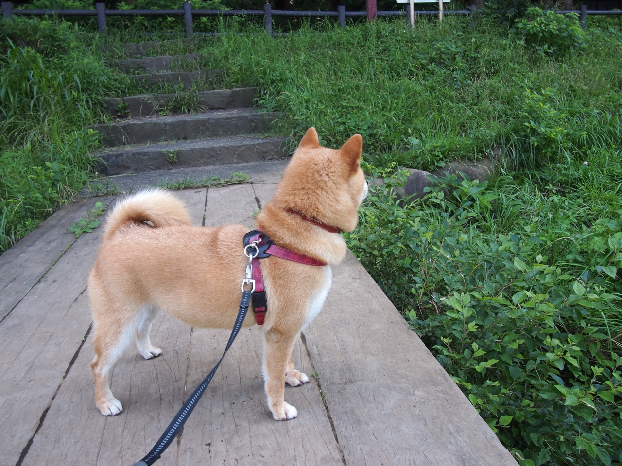 爱游戏体育（AYX）官方APP下载-奥地利蝶泳新秀挑战强敌，奥运 蝶泳