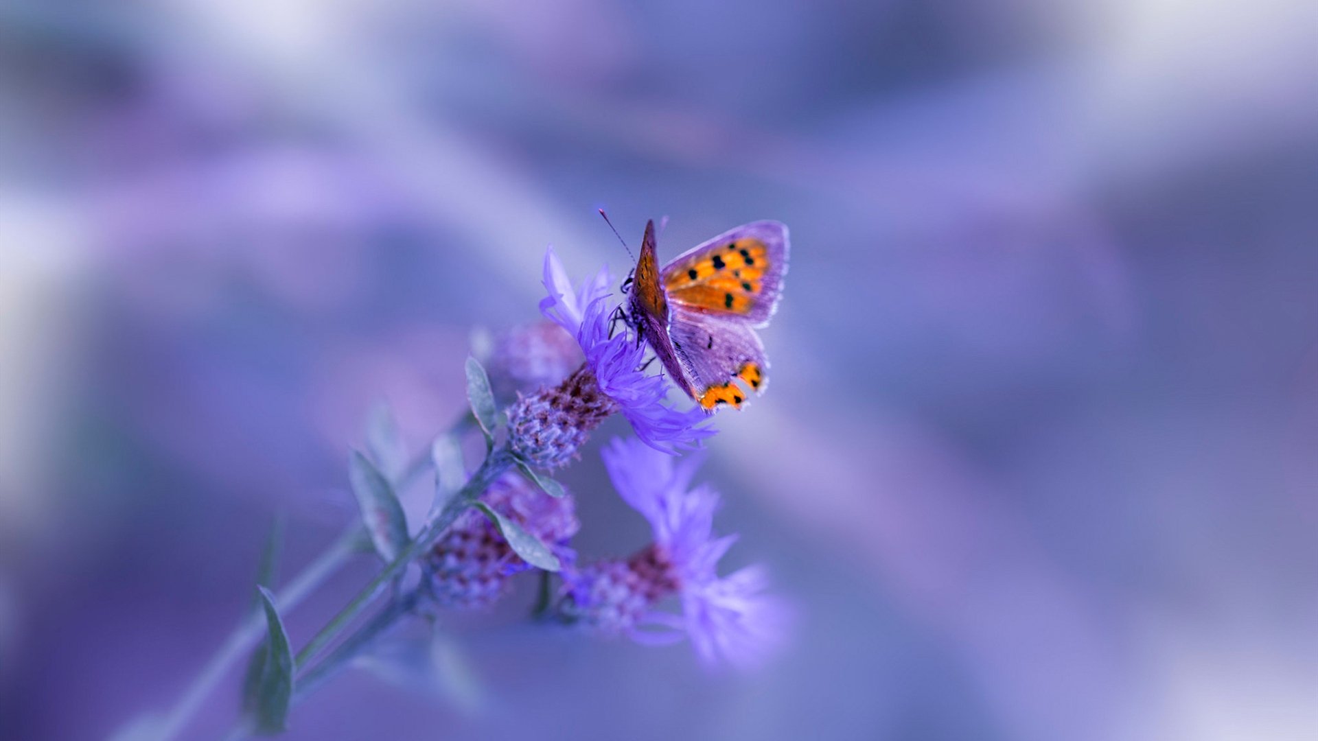 曼城主帅瓜迪奥拉谈球队未来：信心十足，曼城还要让瓜迪奥拉客串设计师