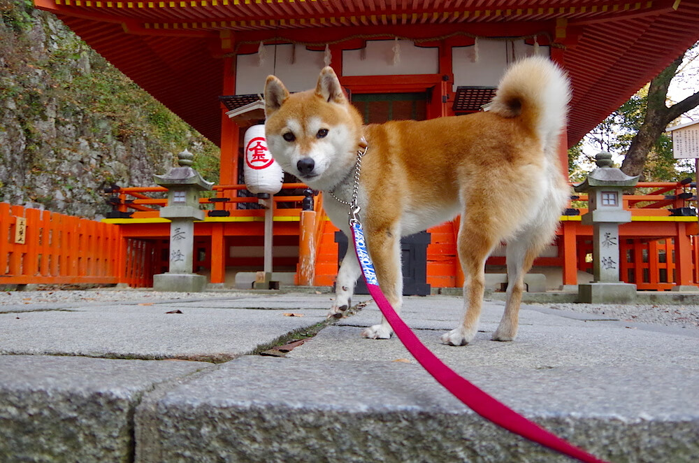 马克西姆·格鲁塞展现强大爆发力，格鲁马克4